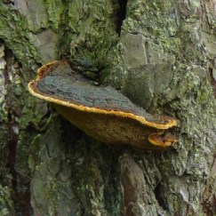 BaumKontrolle-300x300